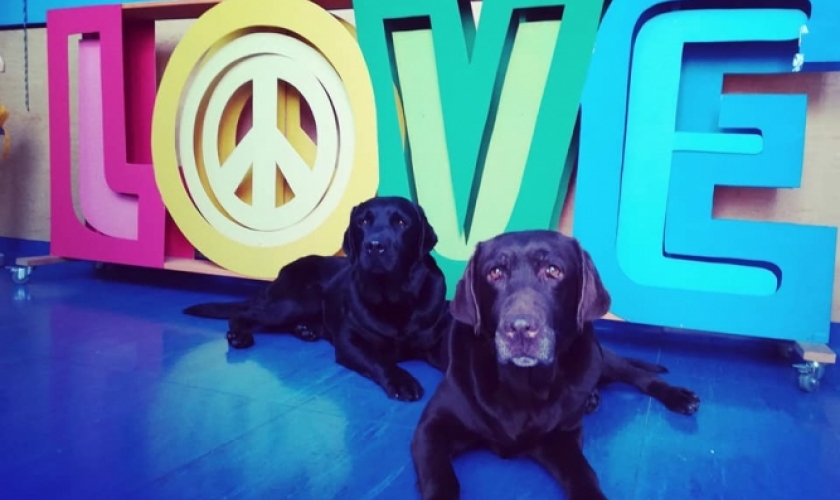 Terapia con animales contra la violencia de género